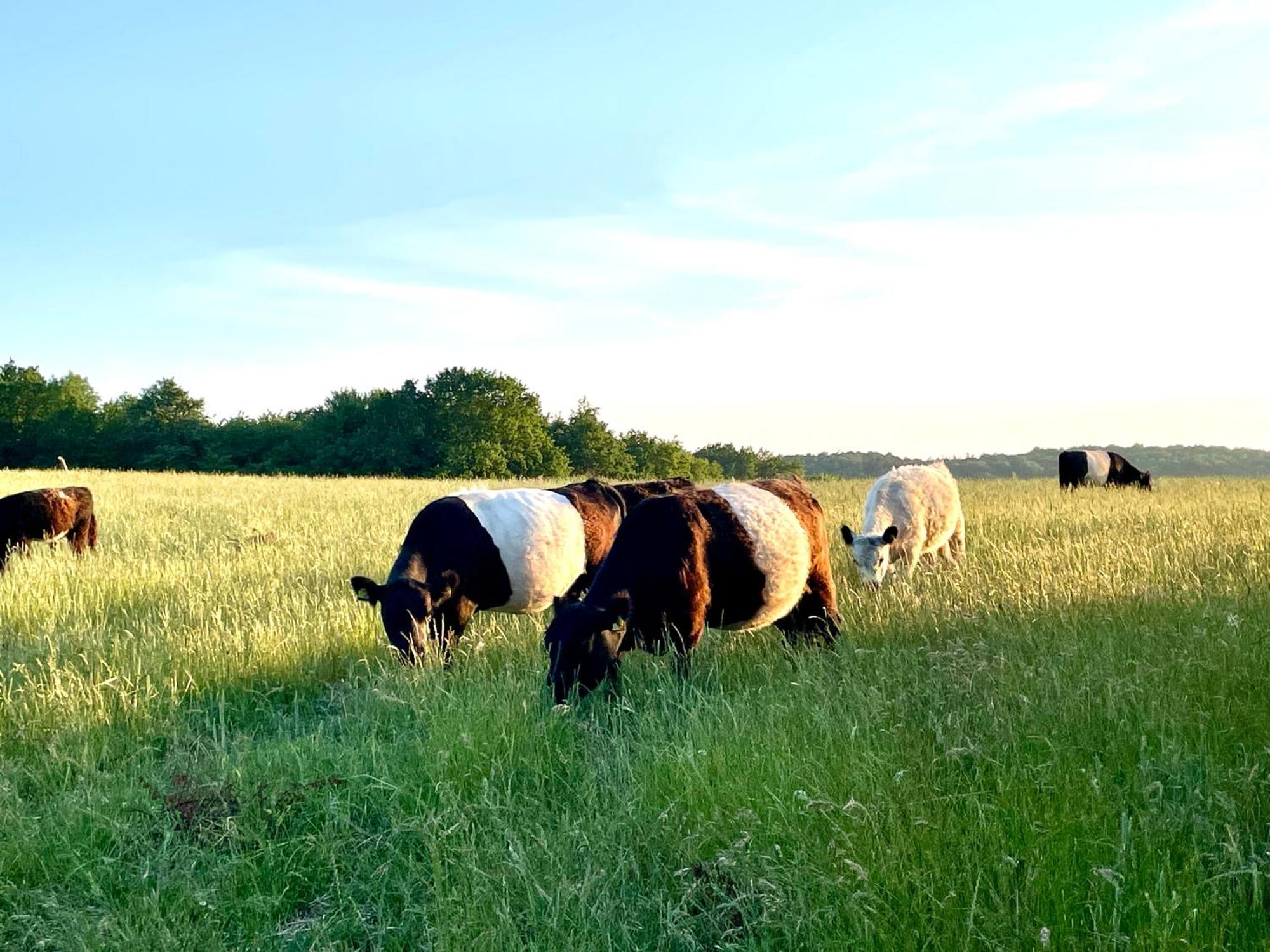 Sjaelegard Countryside Lodge Allinge-Sandvig Eksteriør bilde